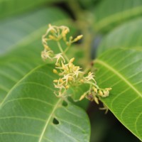 Anodendron